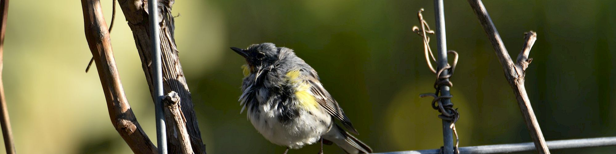 A small bird with yellow and gray feathers is perched on a wire fence surrounded by branches and a blurred green background.