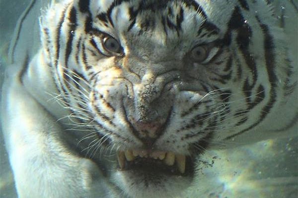 A white tiger is underwater, appearing to be swimming towards a piece of meat with a focused and intense expression.