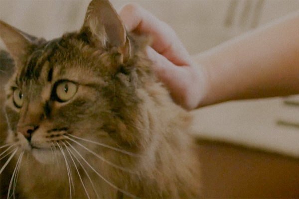 A person is petting a brown and black cat with green eyes, which is looking towards the left side of the image.