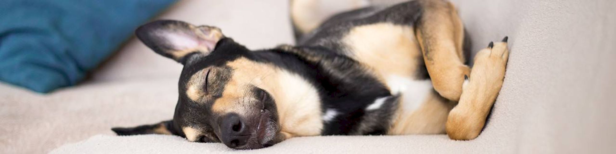 A dog is comfortably lying on its back, asleep on a couch with a blue cushion in the background.